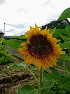 向日葵.jpg